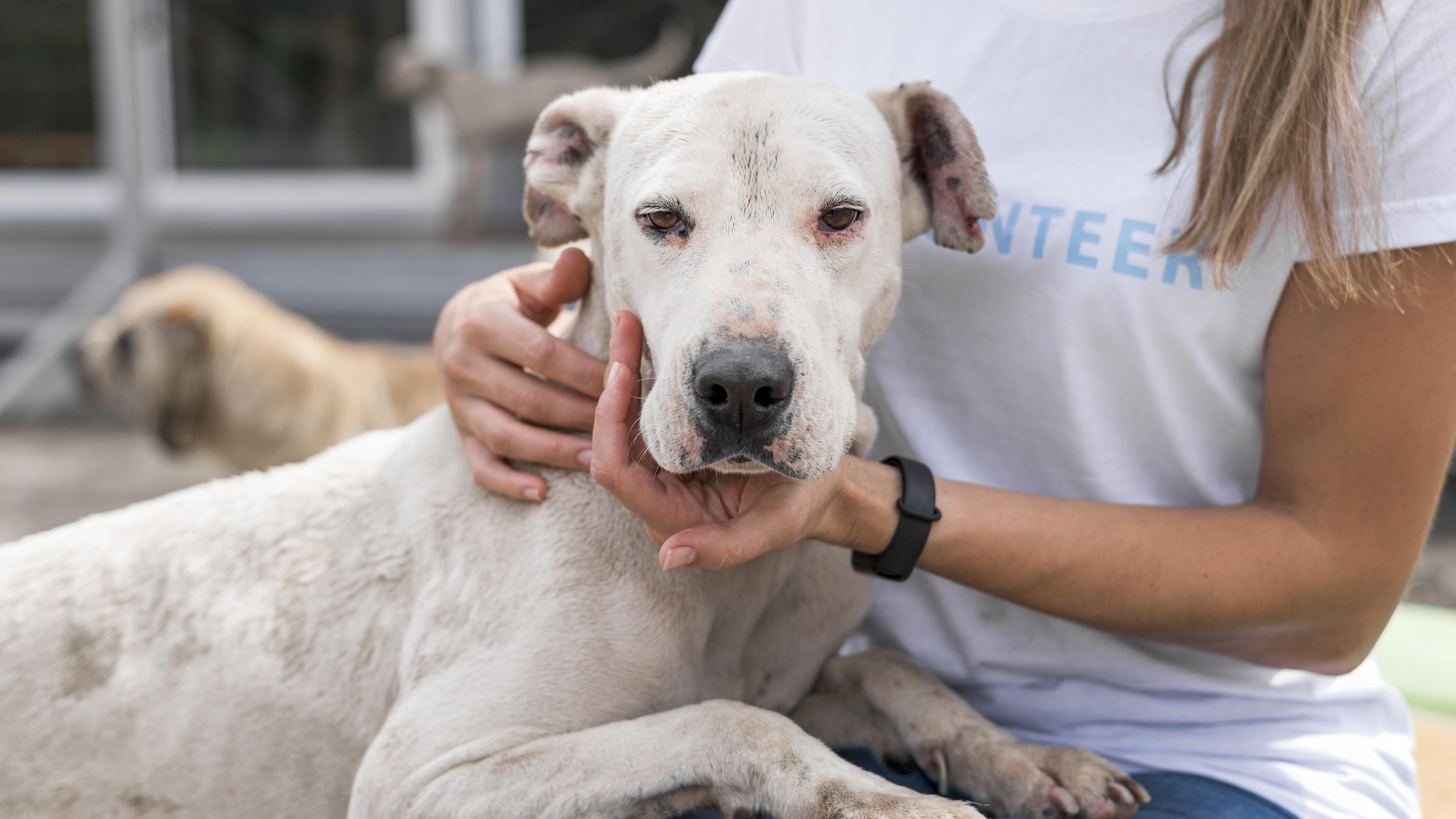 Colombo Stray Animal Rescue