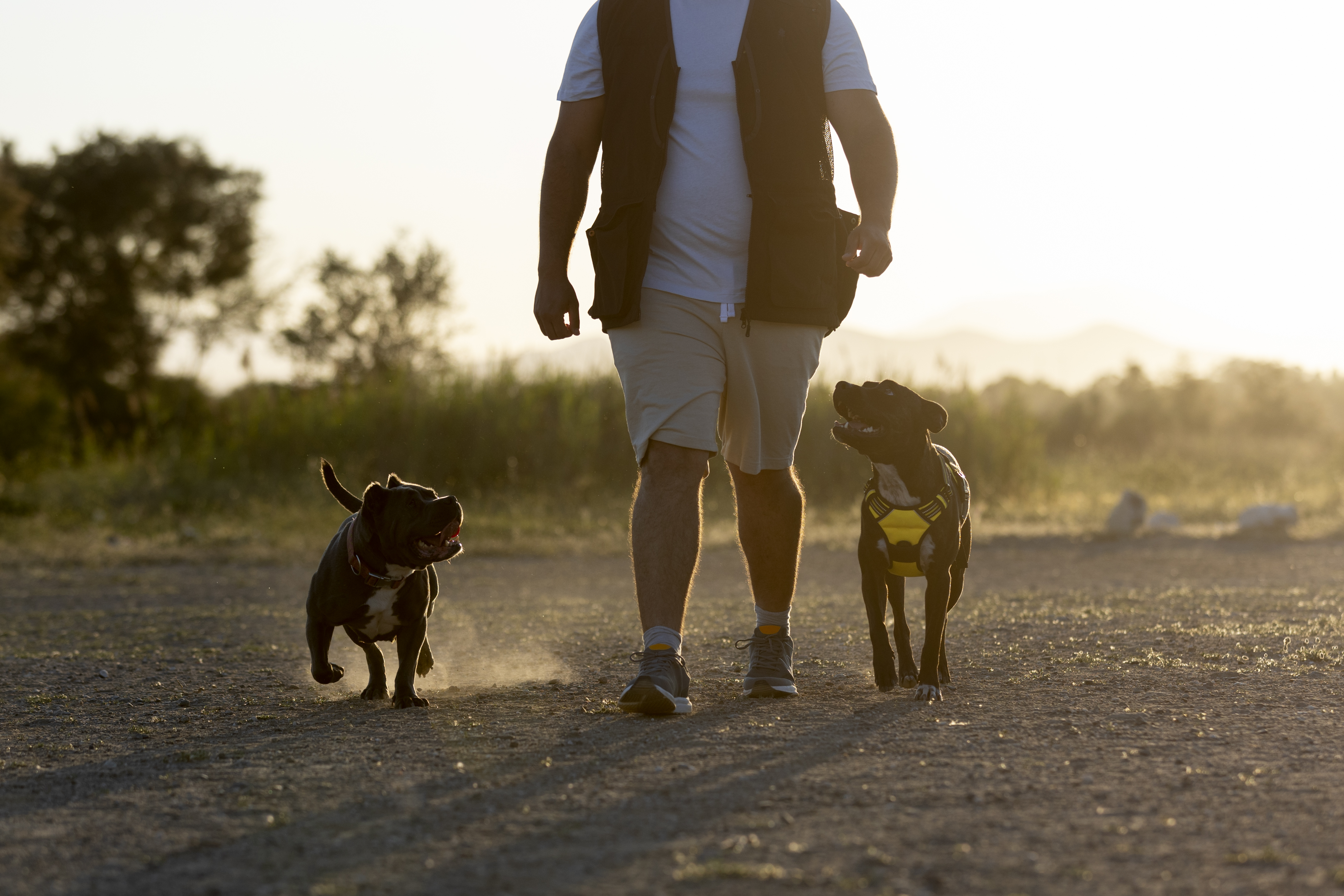 Animal Welfare Day Walk